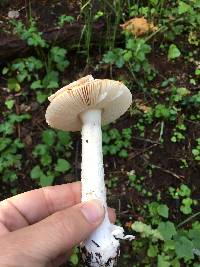 Amanita velosa image