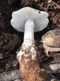 Amanita ocreata image