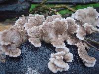 Schizophyllum commune image