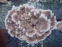 Schizophyllum commune image