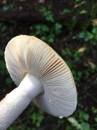 Amanita velosa image