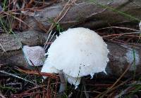 Psathyrella candolleana image