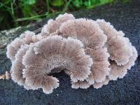 Schizophyllum commune image