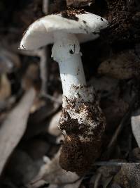 Amanita ocreata image