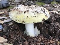 Amanita vernicoccora image