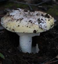 Amanita vernicoccora image