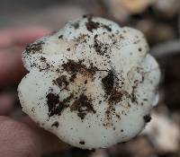 Amanita ocreata image