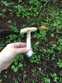 Amanita velosa image