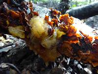 Tremella aurantia image