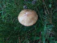 Suillus granulatus image