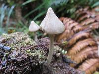 Entoloma canoconicum image