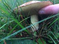 Suillus granulatus image