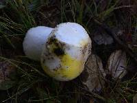 Amanita ocreata image