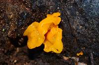 Tremella aurantia image