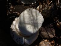 Amanita ocreata image