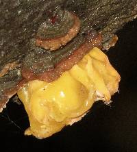 Tremella aurantia image