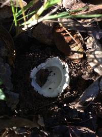 Amanita ocreata image