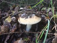 Amanita velosa image