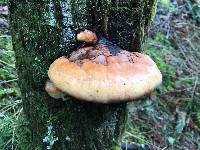 Fomitopsis pinicola image