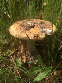 Amanita velosa image