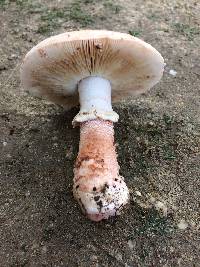 Amanita novinupta image