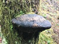 Fomitopsis pinicola image