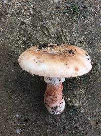 Amanita novinupta image