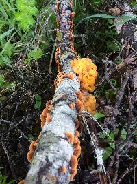 Tremella aurantia image