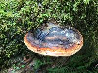 Fomitopsis pinicola image