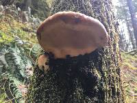 Fomitopsis pinicola image