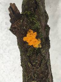 Tremella mesenterica image