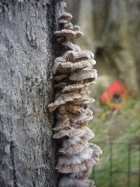 Schizophyllum commune image