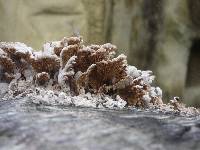 Schizophyllum commune image