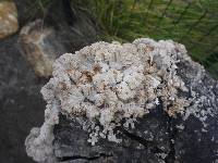 Schizophyllum commune image