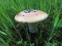 Amanita velosa image