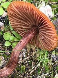 Laccaria laccata image