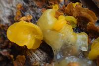 Tremella aurantia image