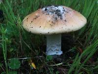 Amanita velosa image