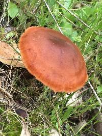 Laccaria laccata image