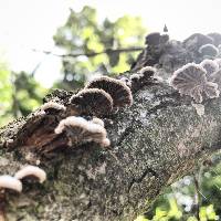 Schizophyllum commune image