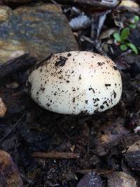 Amanita velosa image