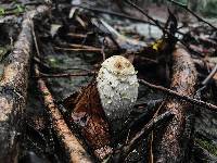 Coprinus comatus image