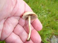 Agrocybe pediades image