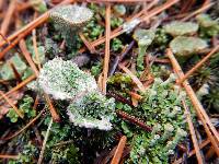 Cladonia chlorophaea image