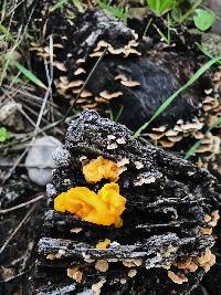 Tremella aurantia image