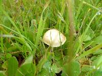 Agrocybe pediades image