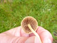 Agrocybe pediades image