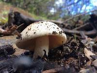 Amanita velosa image