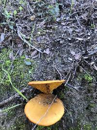 Omphalotus olivascens image