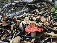 Russula cremoricolor image